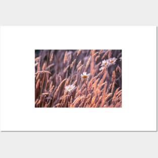 Daisies in a breeze Posters and Art